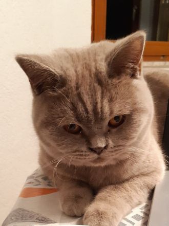 3 BKH silver- und golden Tabby Kitten