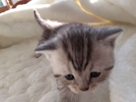 3 BKH silver- und golden Tabby Kitten