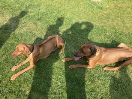 Rhodesian Ridgeback Welpen