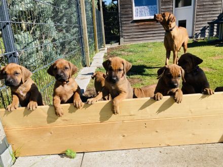 Rhodesian Ridgeback Welpen