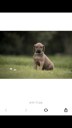 Rhodesian Ridgeback Welpen