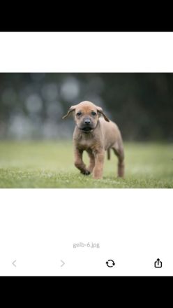 Rhodesian Ridgeback Welpen
