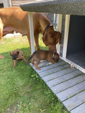 Rhodesian Ridgeback Welpen