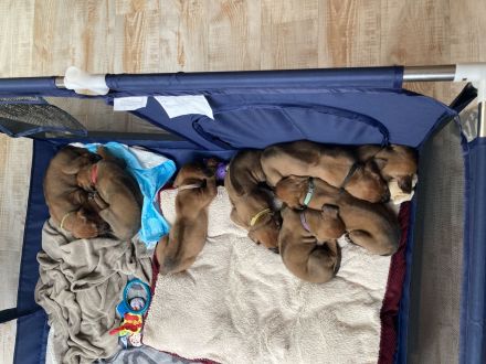 Rhodesian Ridgeback Welpen