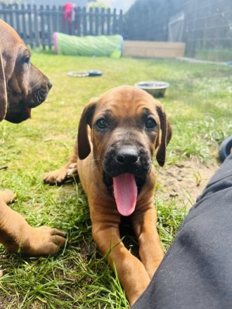 Rhodesian Ridgeback Welpen