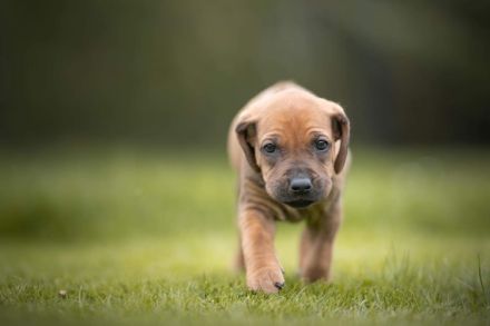 Rhodesian Ridgeback Welpen