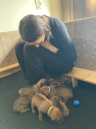 Rhodesian Ridgeback Welpen