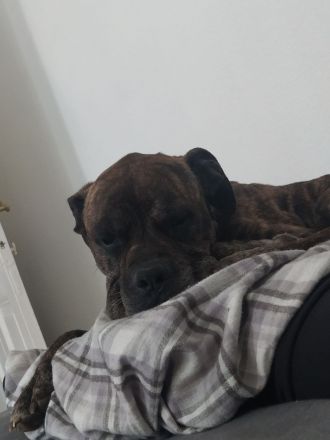 Boxer-Mix Ilan sucht neues zu Hause