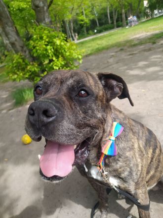 Boxer-Mix Ilan sucht neues zu Hause