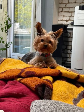 Yorkshire Terrier