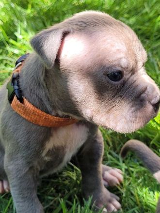 Reinrassige American Staffordshire Terrier Blueline Welpen