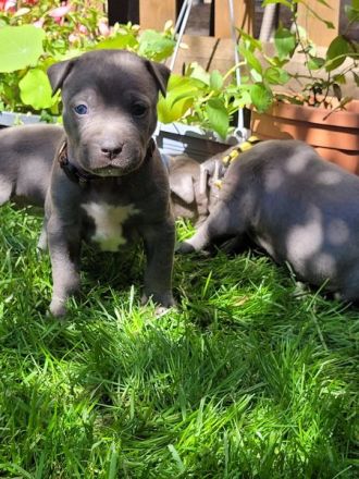 Reinrassige American Staffordshire Terrier Blueline Welpen