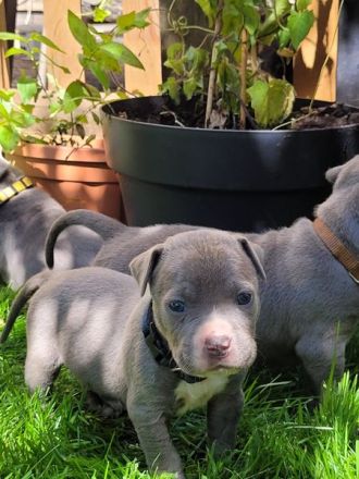 Reinrassige American Staffordshire Terrier Blueline Welpen