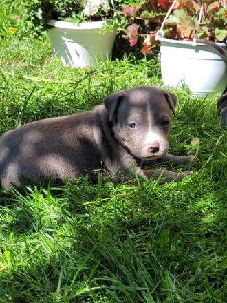 Reinrassige American Staffordshire Terrier Blueline Welpen