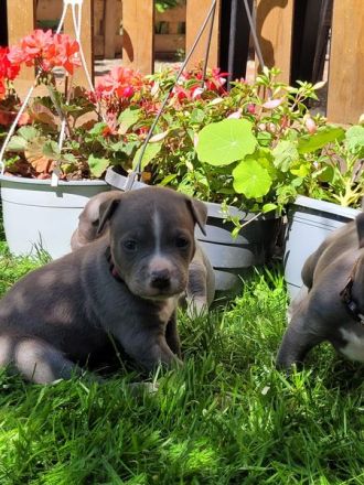 Reinrassige American Staffordshire Terrier Blueline Welpen