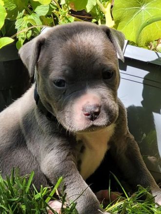 Reinrassige American Staffordshire Terrier Blueline Welpen
