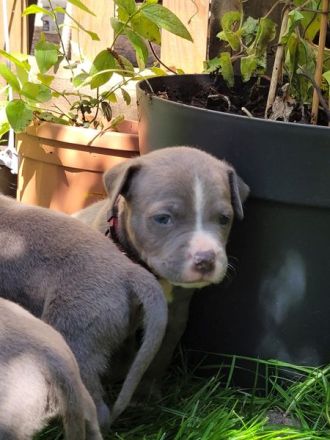 Reinrassige American Staffordshire Terrier Blueline Welpen