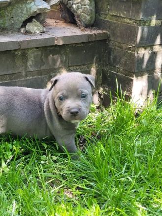 Reinrassige American Staffordshire Terrier Blueline Welpen