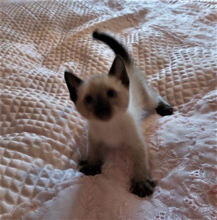 Perser Katzenbabys,  Perserkätzchen