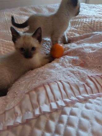 Perserkatzenbsbys, Perser Katzenbabys