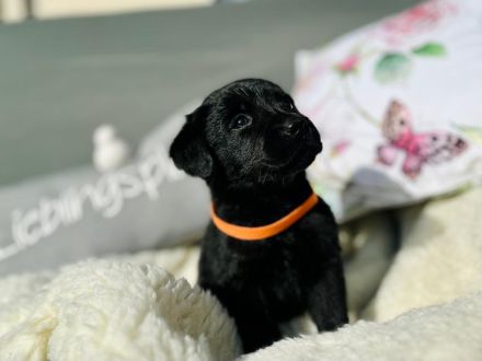 Wunderschöne Labradorwelpen suchen ein neues Zuhause
