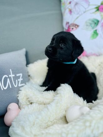 Wunderschöne Labradorwelpen suchen ein neues Zuhause