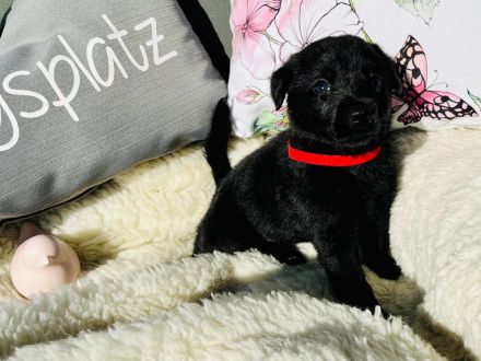 Wunderschöne Labradorwelpen suchen ein neues Zuhause