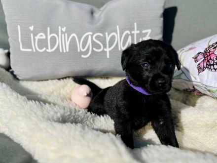 Wunderschöne Labradorwelpen suchen ein neues Zuhause