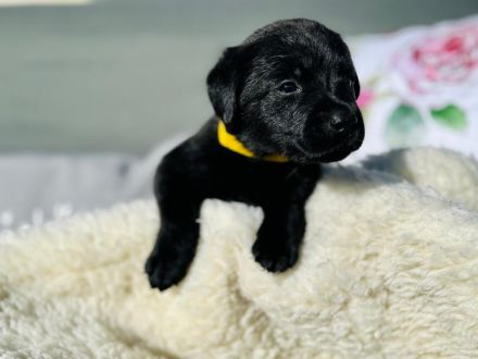 Wunderschöne Labradorwelpen suchen ein neues Zuhause