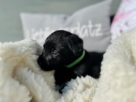 Wunderschöne Labradorwelpen suchen ein neues Zuhause