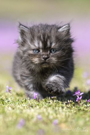 Getigerte und smokige Wuschelbärchen (BKH/BLH) warten...