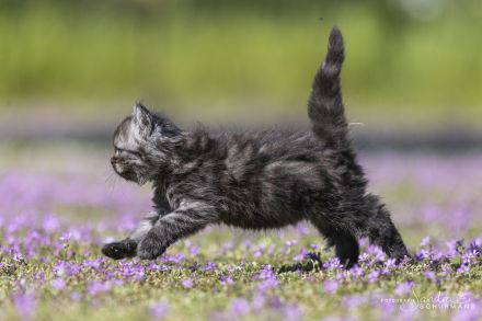 Getigerte und smokige Wuschelbärchen (BKH/BLH) warten...