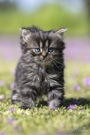 Getigerte und smokige Wuschelbärchen (BKH/BLH) warten...