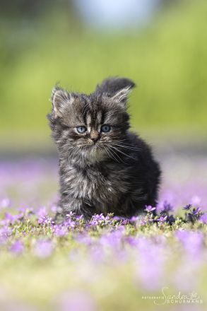 Getigerte und smokige Wuschelbärchen (BKH/BLH) warten...