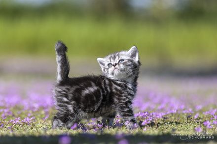 Getigerte und smokige Wuschelbärchen (BKH/BLH) warten...