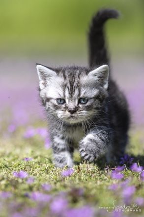 Getigerte und smokige Wuschelbärchen (BKH/BLH) warten...