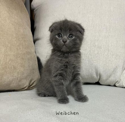 Wunderschöne British Kurzhaar und Langhaar Kätzchen suchen liebevolles Zuhause