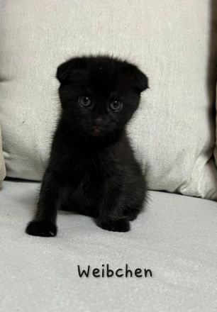 Wunderschöne British Kurzhaar und Langhaar Kätzchen suchen liebevolles Zuhause