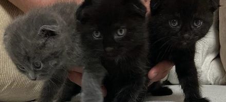 Wunderschöne British Kurzhaar und Langhaar Kätzchen suchen liebevolles Zuhause