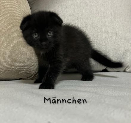 Wunderschöne British Kurzhaar und Langhaar Kätzchen suchen liebevolles Zuhause