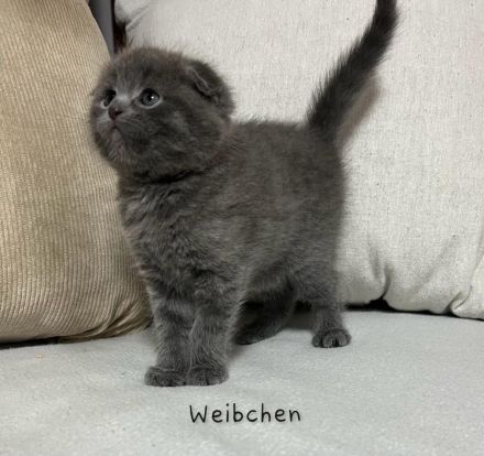 Wunderschöne British Kurzhaar und Langhaar Kätzchen suchen liebevolles Zuhause