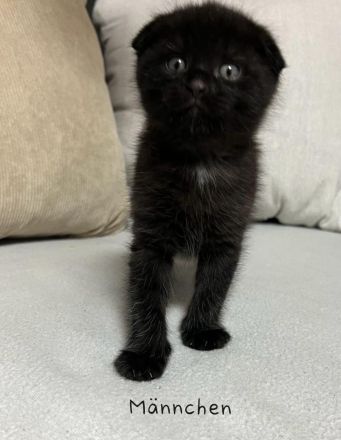 Wunderschöne British Kurzhaar und Langhaar Kätzchen suchen liebevolles Zuhause