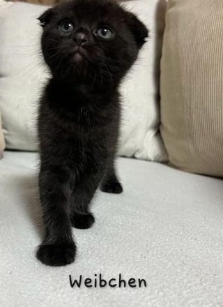 Wunderschöne British Kurzhaar und Langhaar Kätzchen suchen liebevolles Zuhause