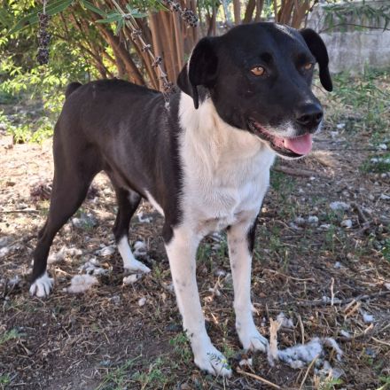 Hündin Nana, weiblich in Griechenland