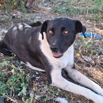 Hündin Nana, weiblich in Griechenland