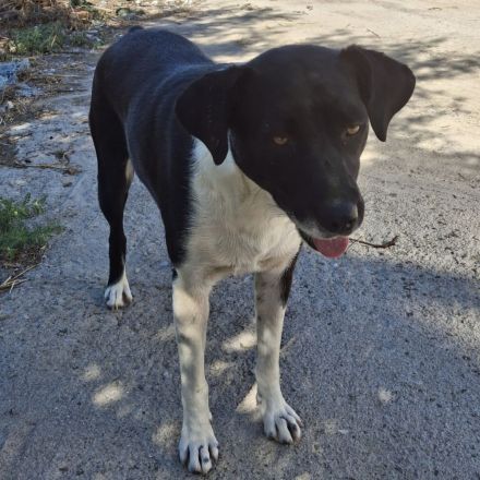 Hündin Nana, weiblich in Griechenland