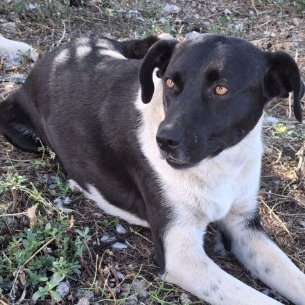 Hündin Nana, weiblich in Griechenland