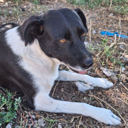 Hündin Nana, weiblich in Griechenland