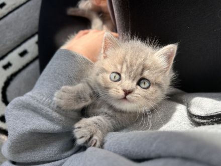 BKH/ BLH kitten