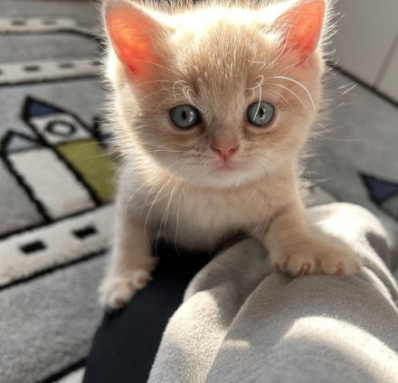 BKH/ BLH kitten
